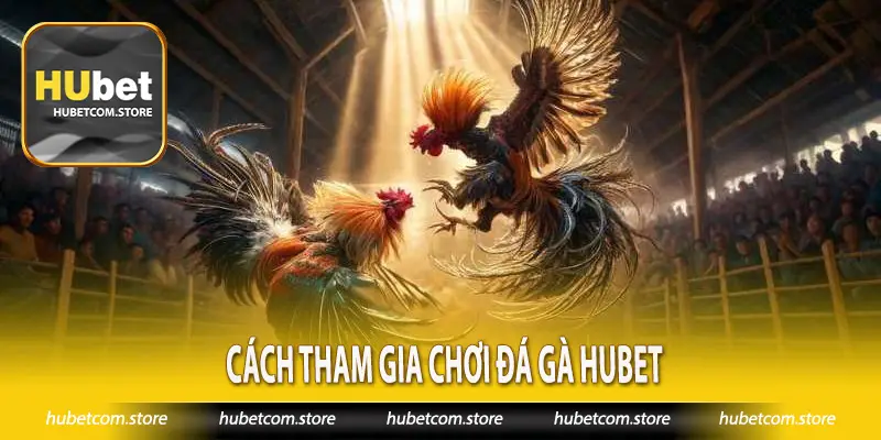 Cách tham gia chơi đá gà Hubet