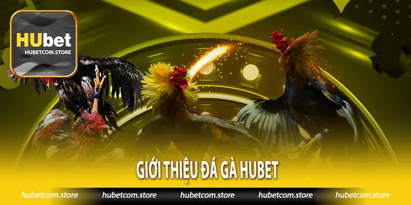 Giới thiệu đá gà Hubet
